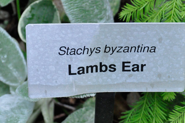 Lambs Ear sign